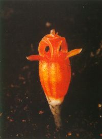 подземное растение Thismia clavarioides